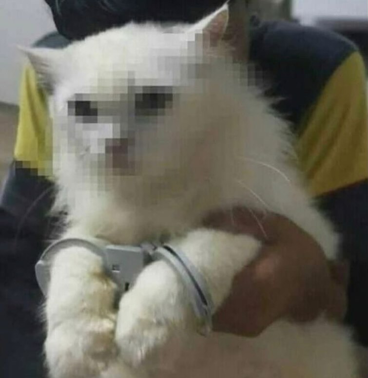 Punch Cat tweet media