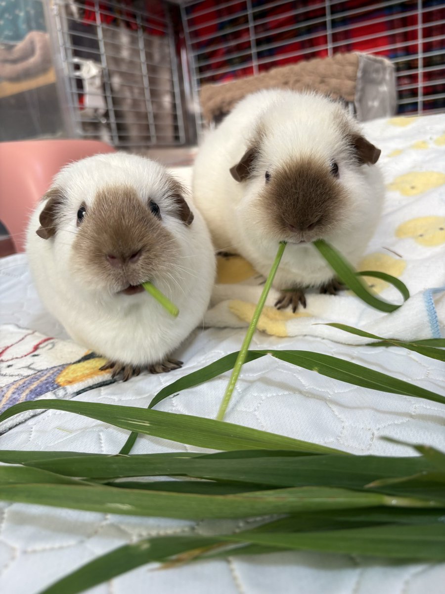 もるさんaimo🧵Little Fellows morusan tweet media