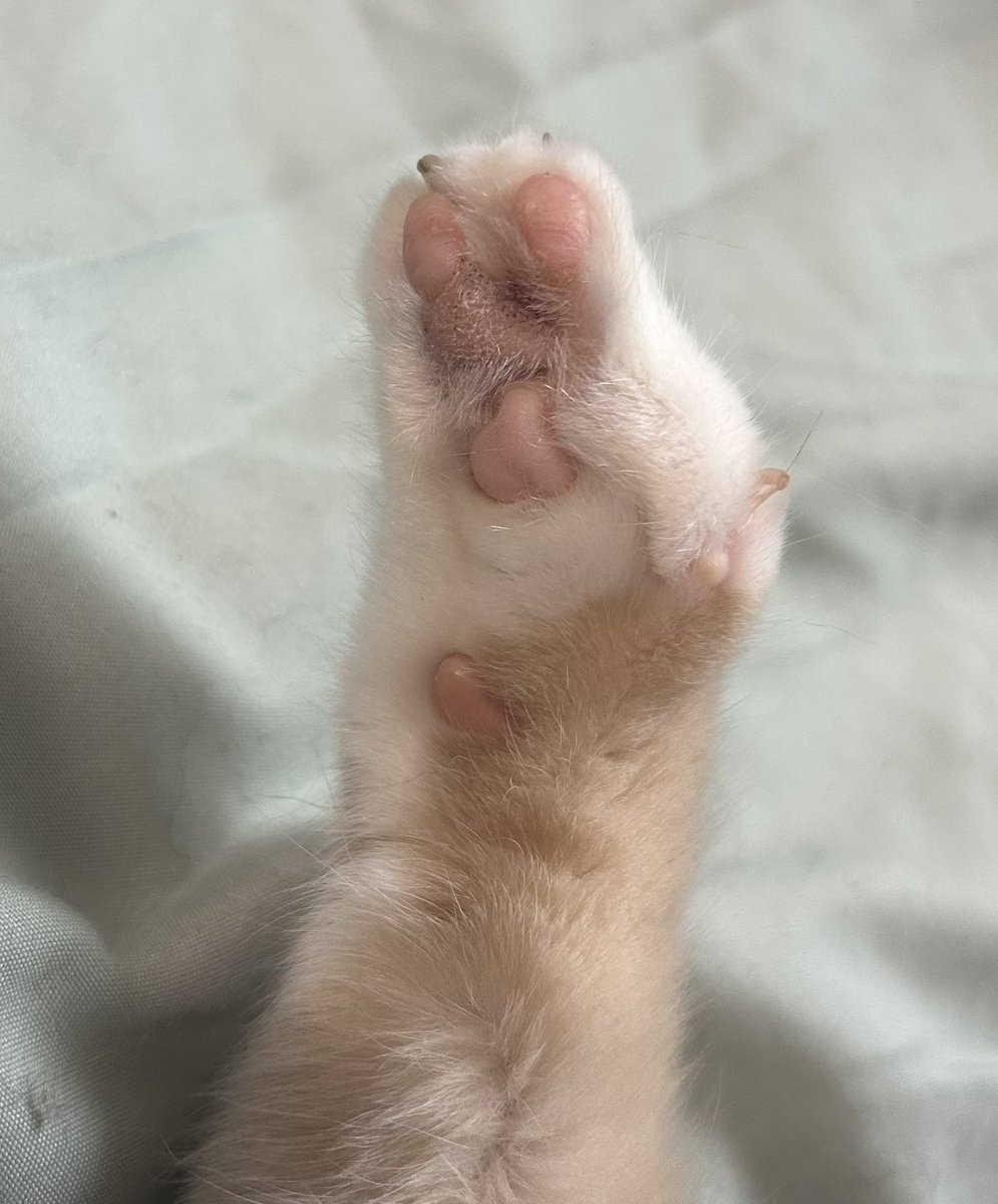 monkey & zoe ❤️ oreo 🌈 tweet media