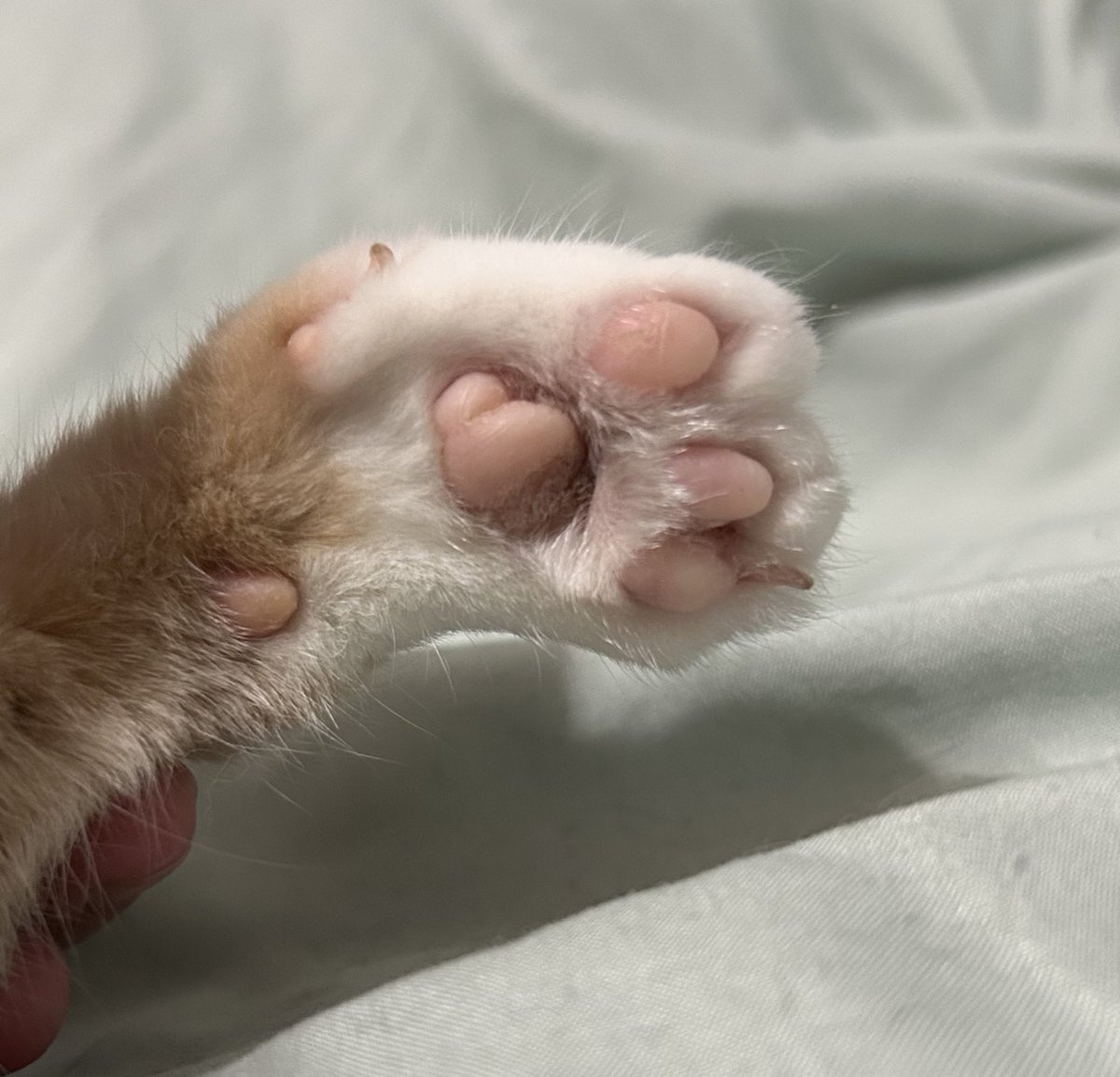 monkey & zoe ❤️ oreo 🌈 tweet media