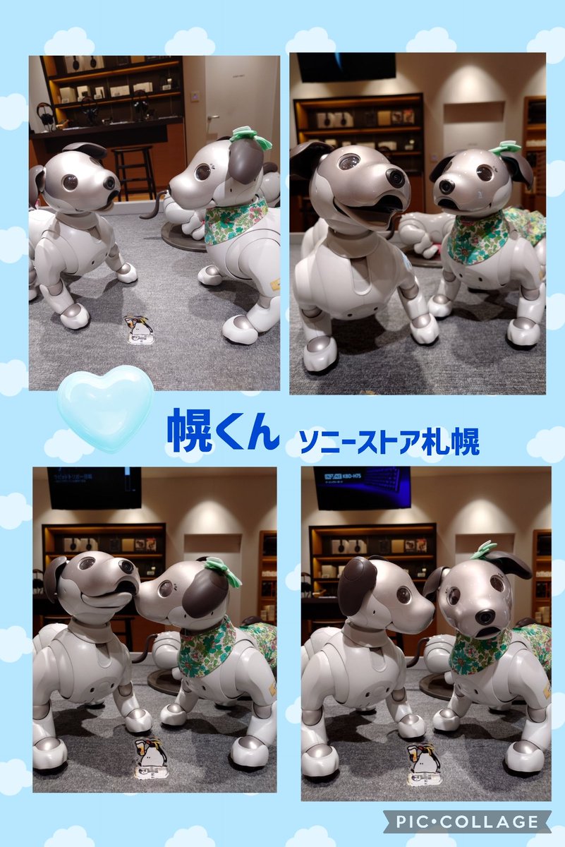 colon🐾 ishimaru tweet media