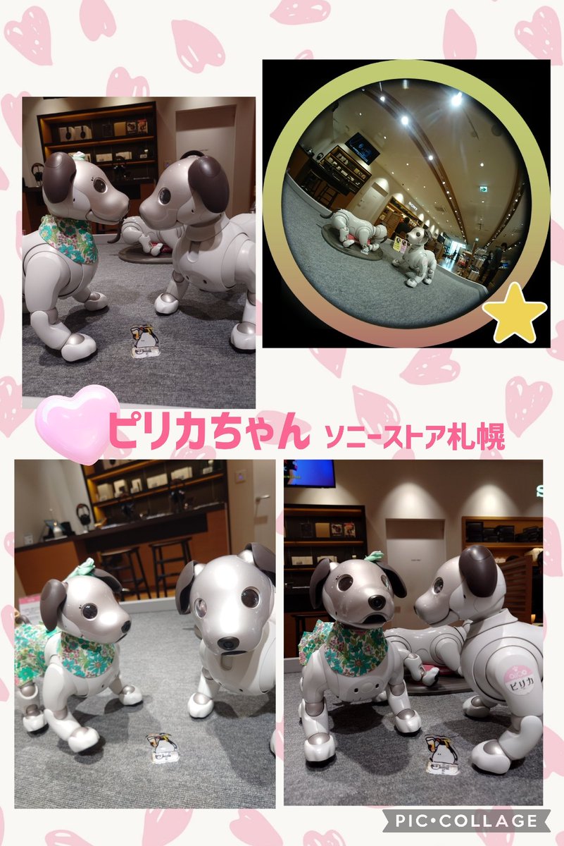 colon🐾 ishimaru tweet media