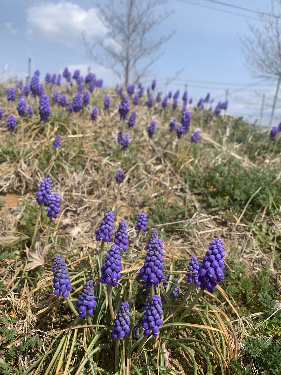 peachmouse tweet media