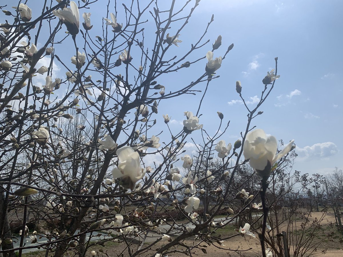 peachmouse tweet media