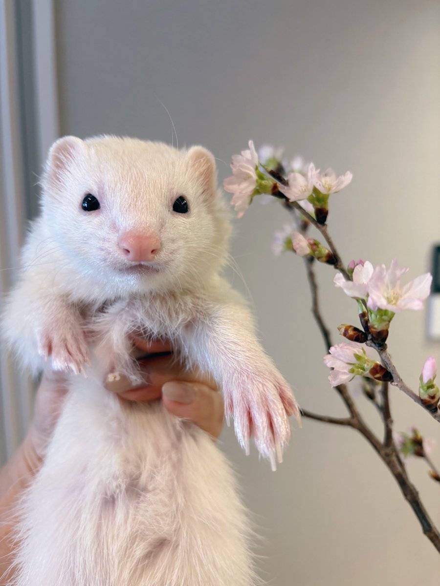 ウユちゃん tweet media