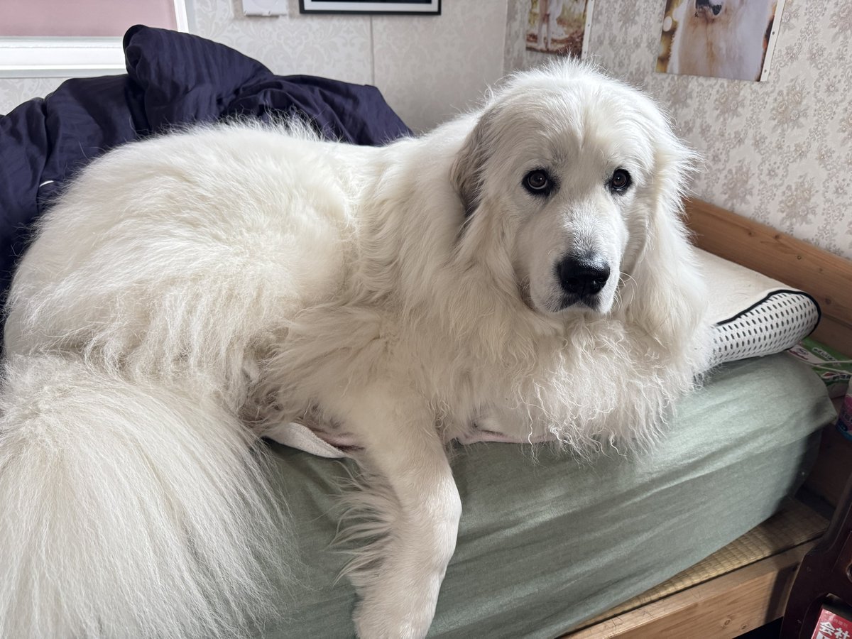 セレネちゃん日記 tweet media