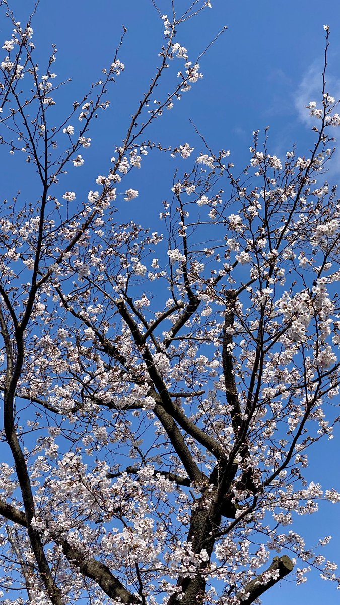 kibikibi 𓈒𓂂𓏸⋆*☘︎ tweet media