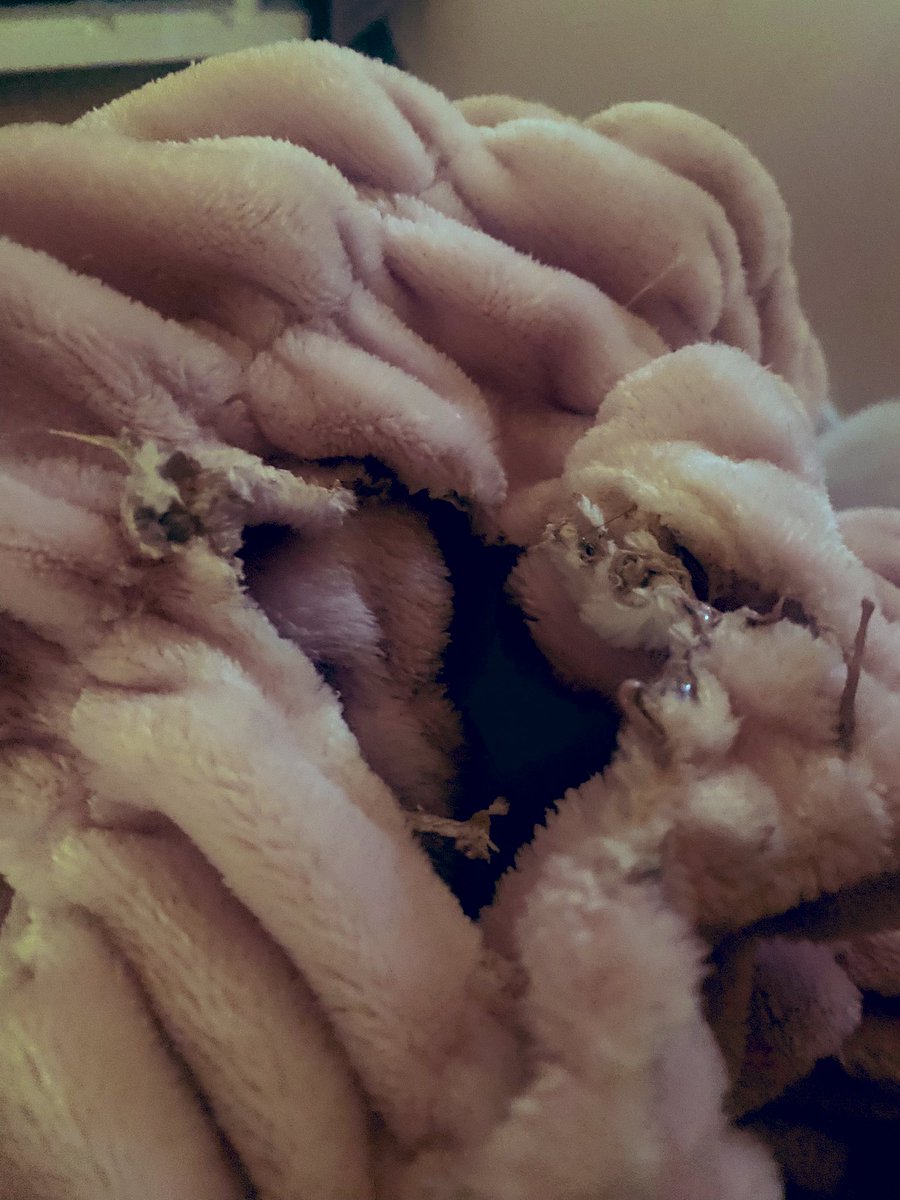 まるる tweet media