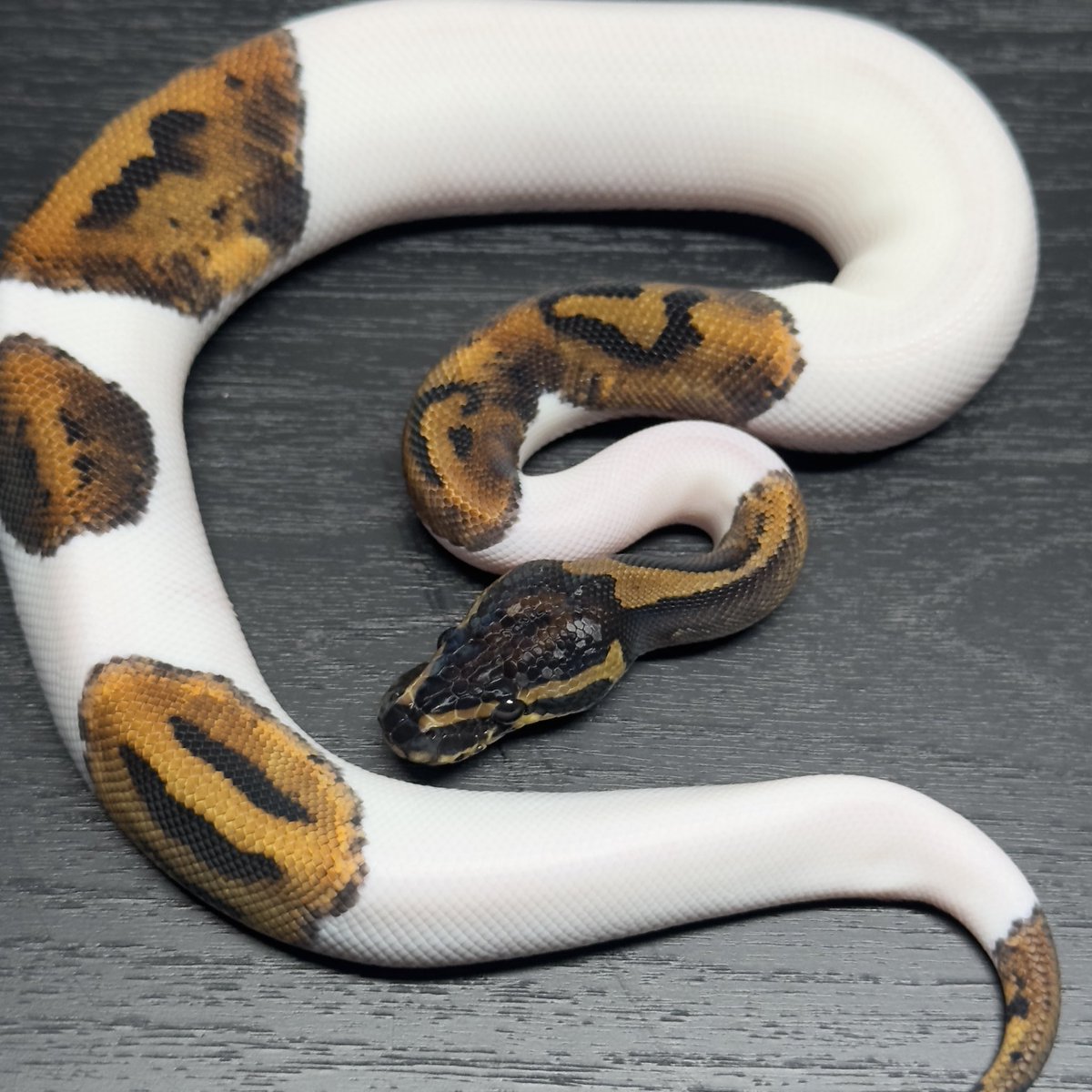 Yellow Benjamin しゅん座 tweet media