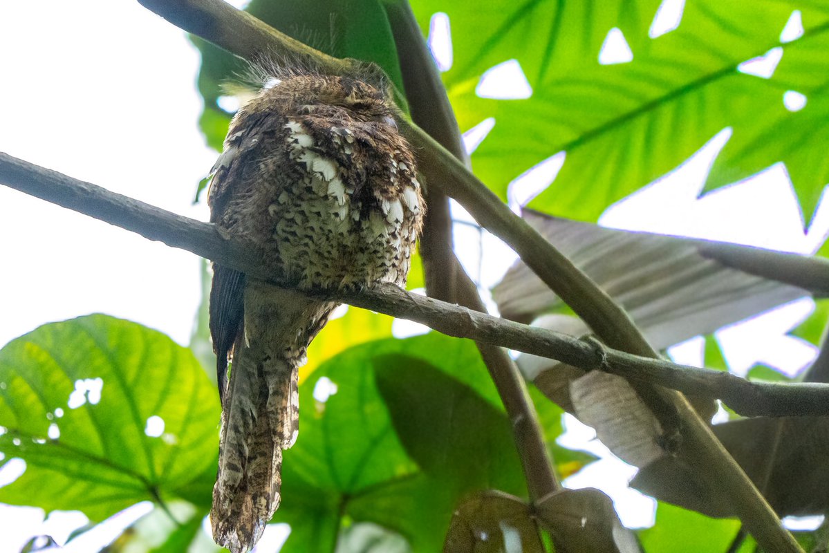 Aniket 🏳️🌈🏳️⚧️(he/him) tweet media