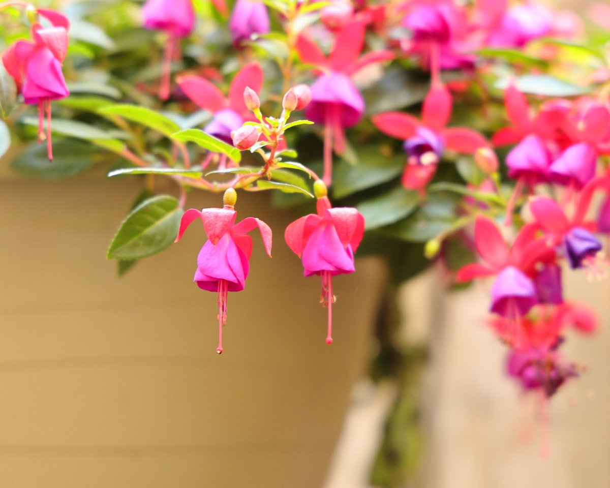We bought these hanging baskets a couple of weeks ago and I just now got a few pictures of them. They are Fuchsia plants called Windchimes. They look more like tiny fairies dancing in the wind to me. Color is Rose Purple.