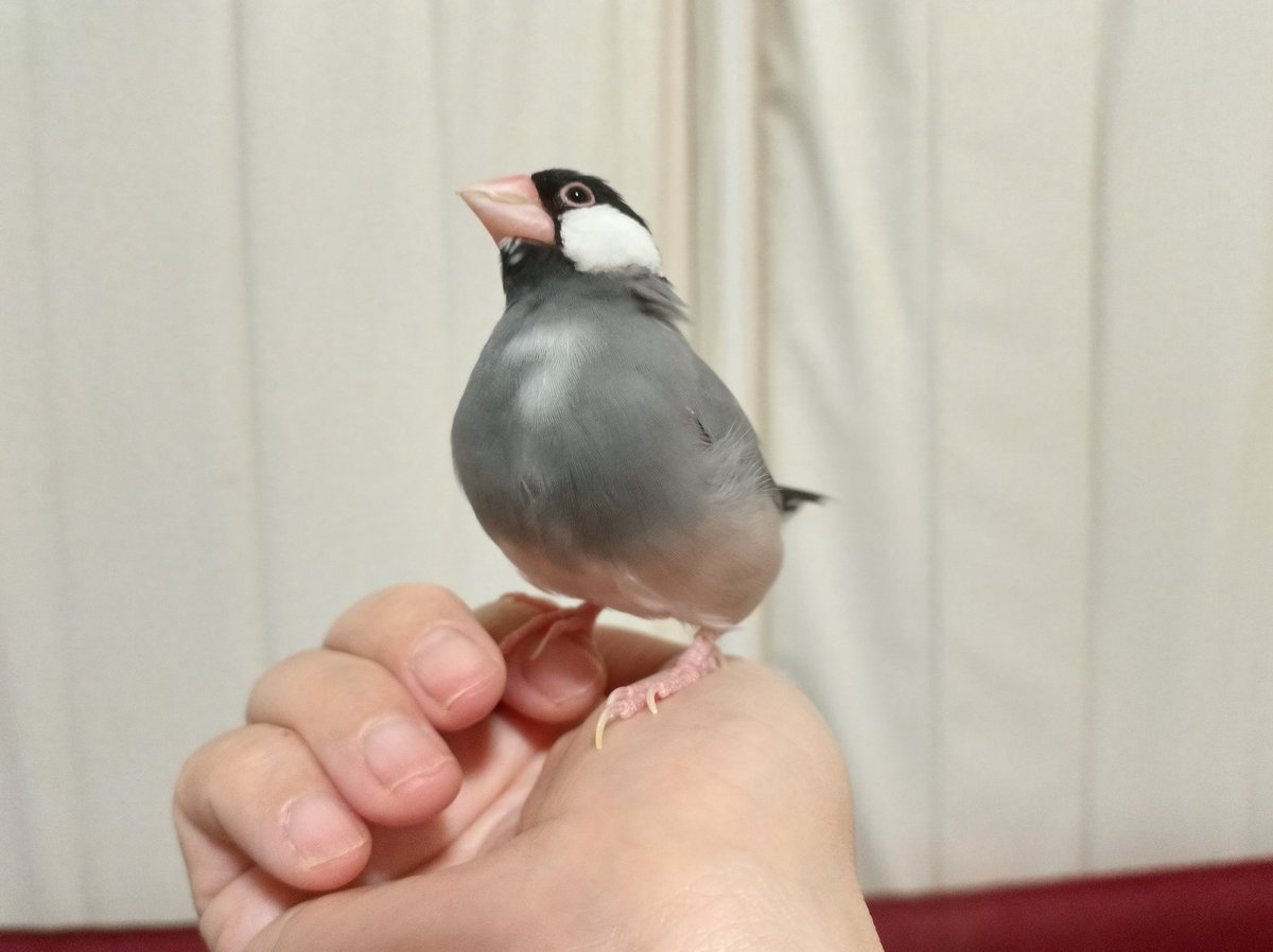 さんじや tweet media