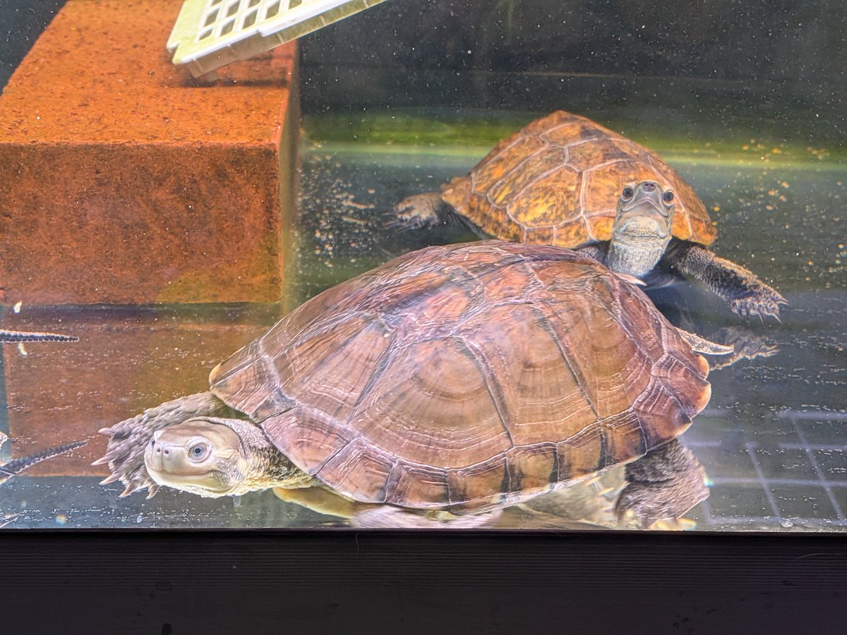 わだまう(黄緑亀)🐢 tweet media