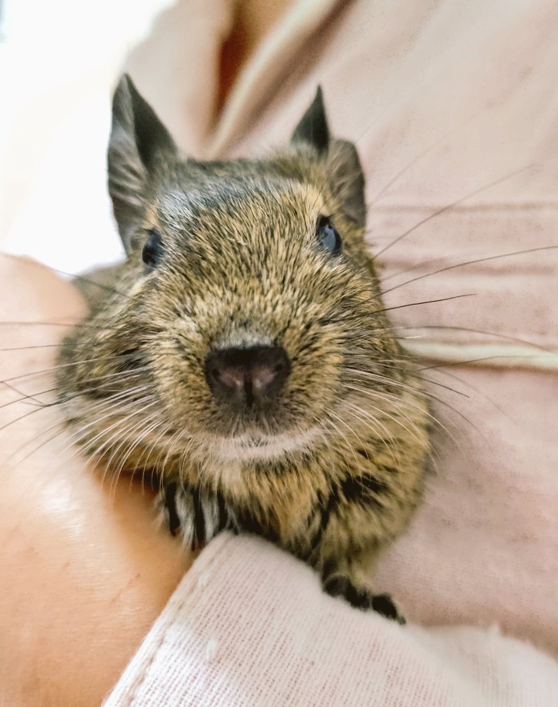 NICOMICHIHIRO@ﾆｺﾐﾁﾋﾛ tweet media