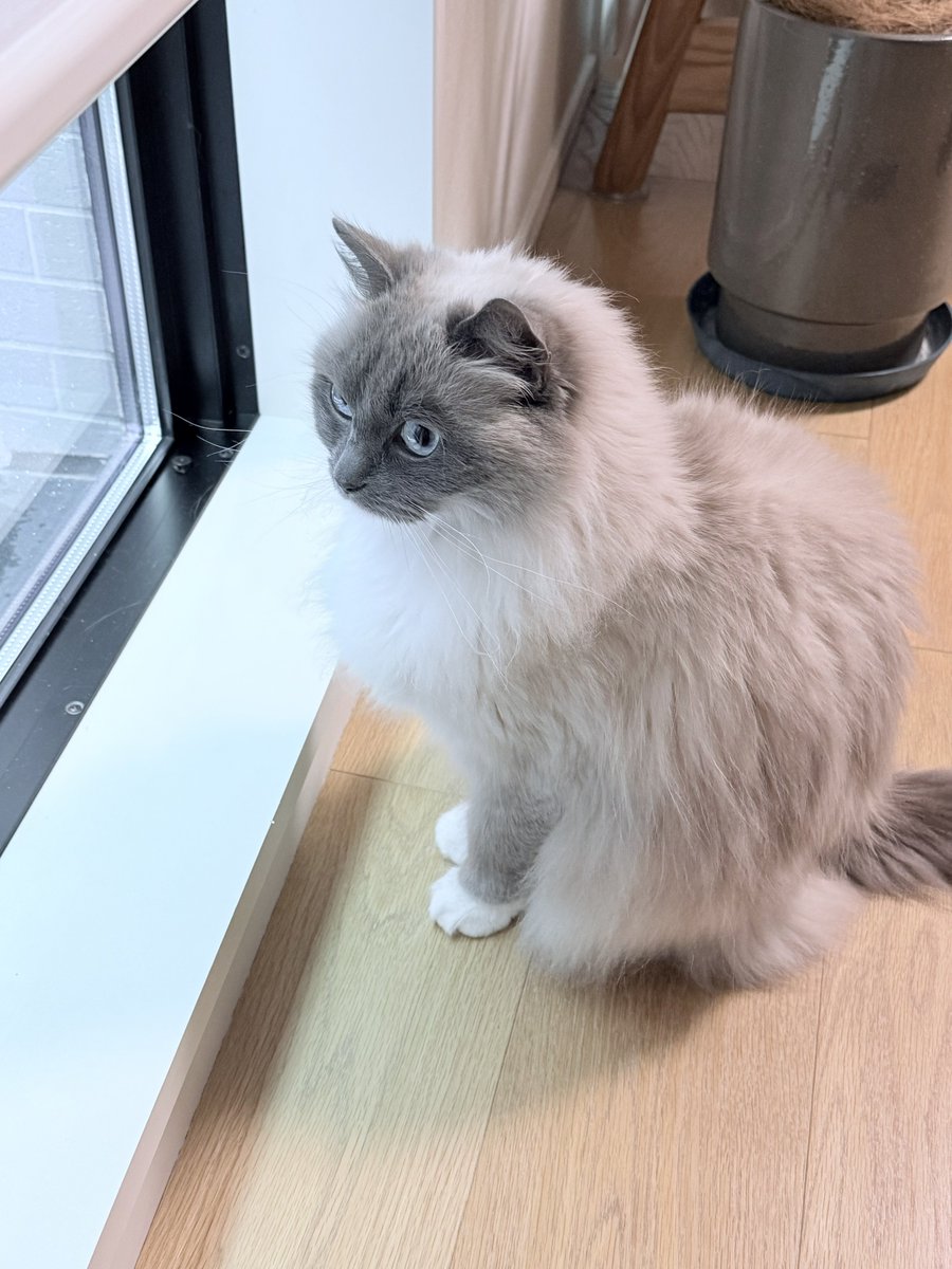 🐱ぽもち🐱 tweet media