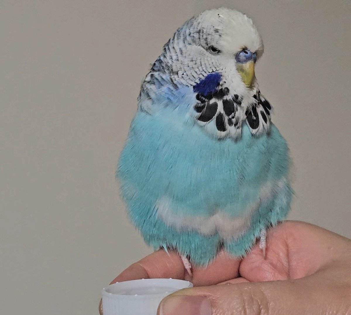 ぺーちゃん tweet media