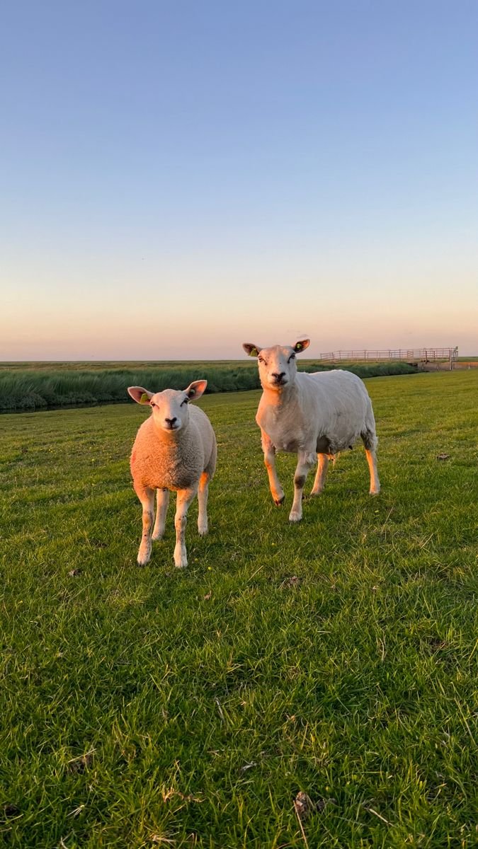 Sudjatmiko tweet media