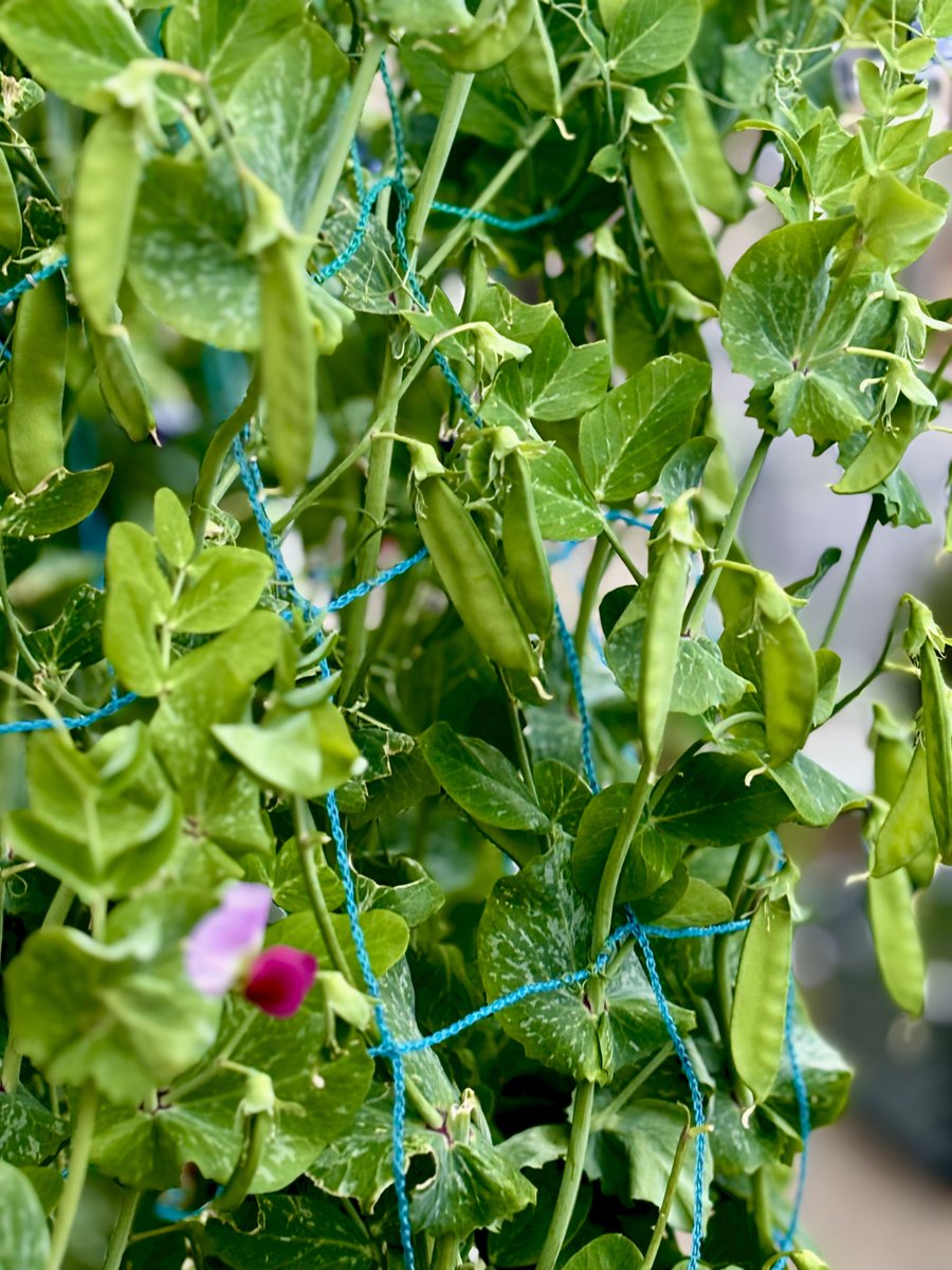 Ｍoonlight tweet media