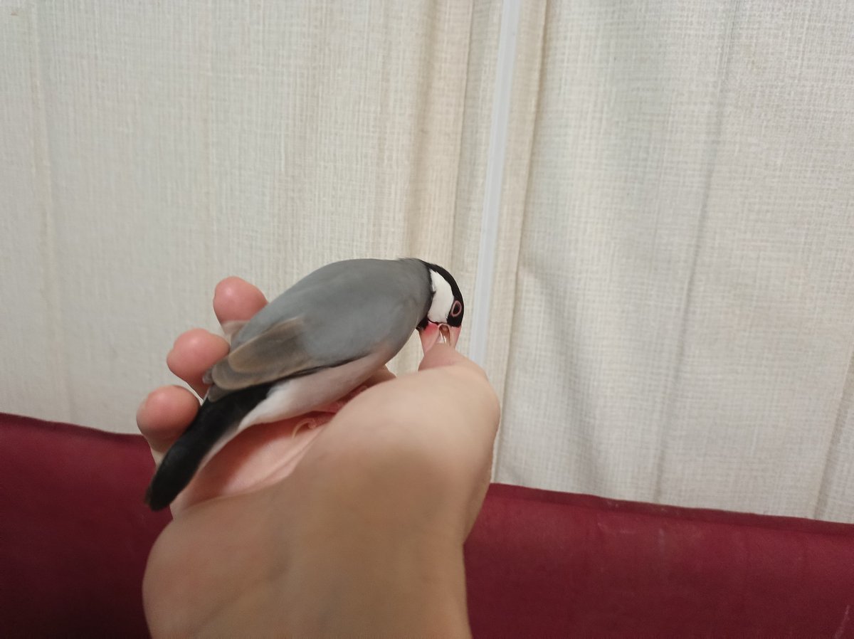 さんじや tweet media