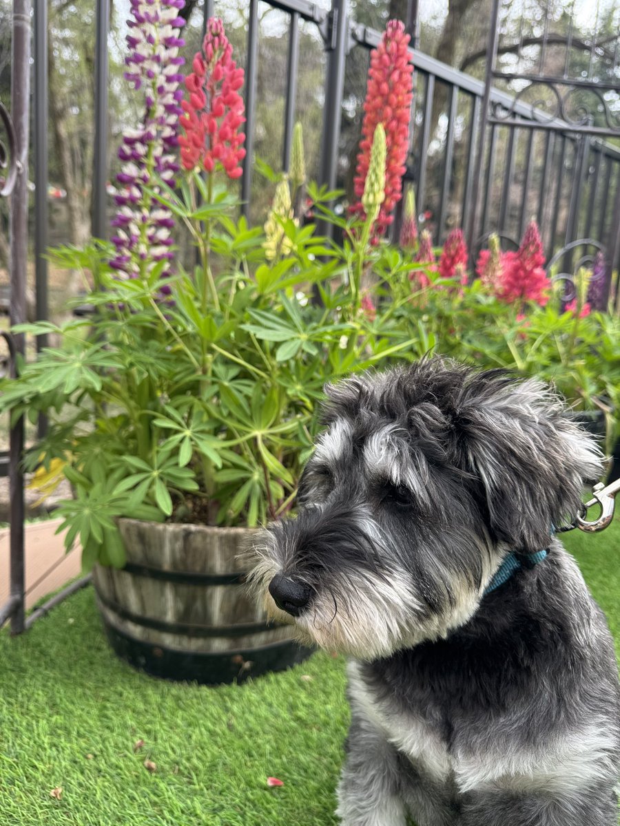 校長まりも tweet media