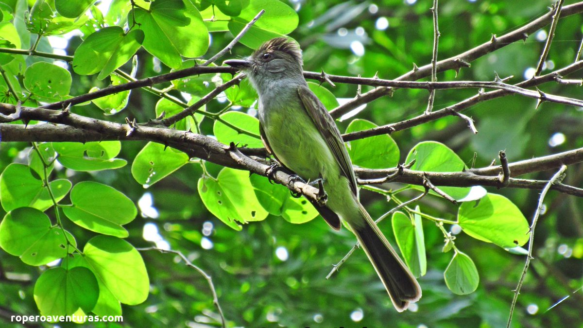 INFOUPAR.COM tweet media