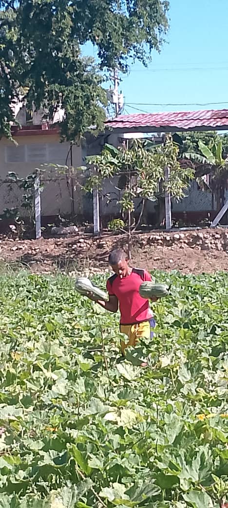 Recogida de calabazas en el huerto intensivo del IPVCE Antonio Maceo Grajales, contribuyendo a la alimentación de los educandos.
<a href="/CubaMined/">MINED</a> <a href="/dpestgo/">DGE Santiago de Cuba</a> <a href="/Santiago_deCuba/">Santiago De Cuba</a>