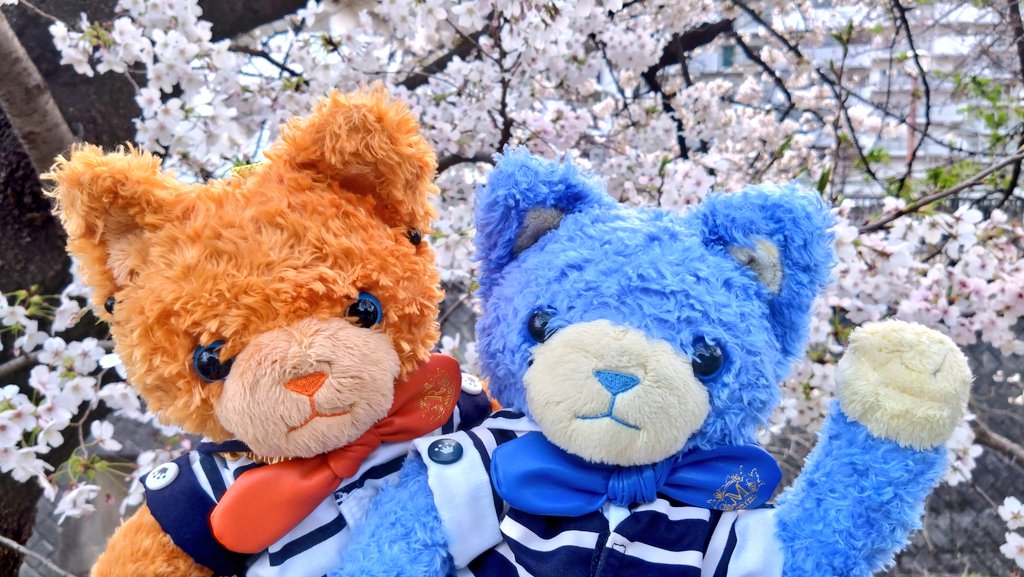 まりすけ🪑 tweet media