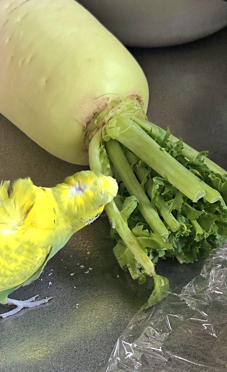 スベスベマンジュウガニ tweet media