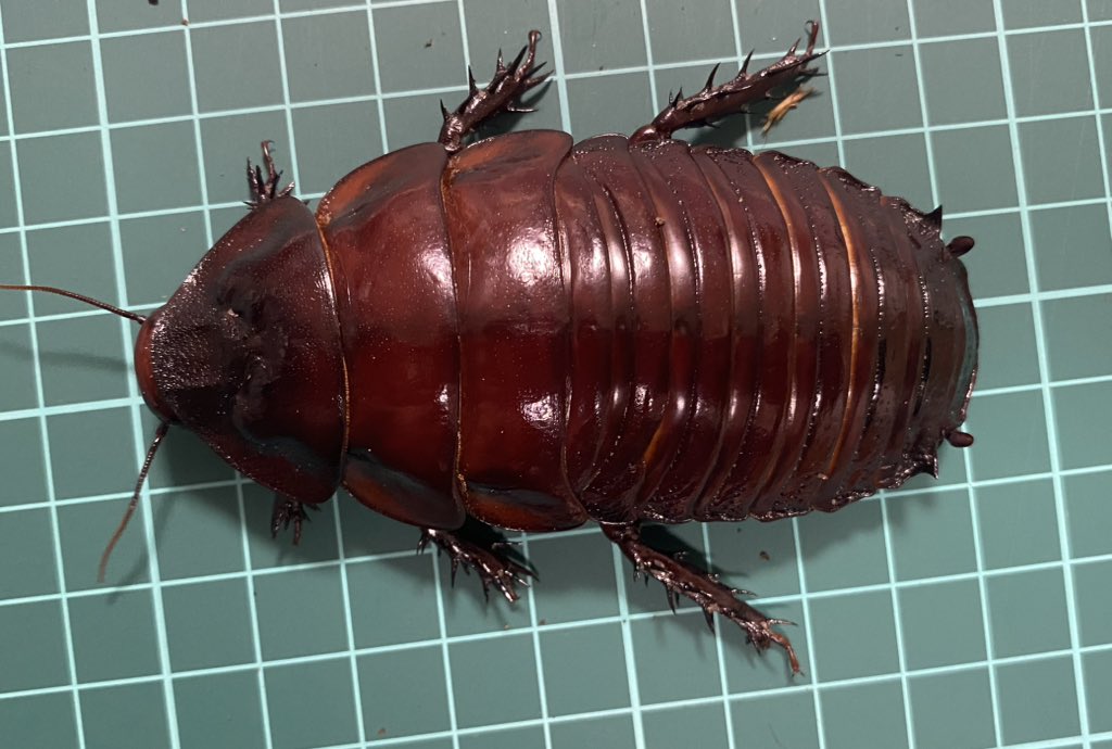 しんえん tweet media