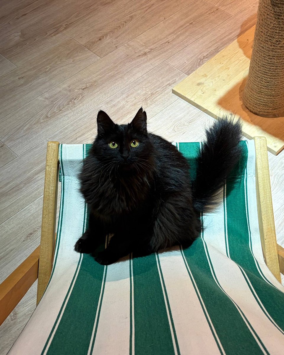 mindlesskate tweet media