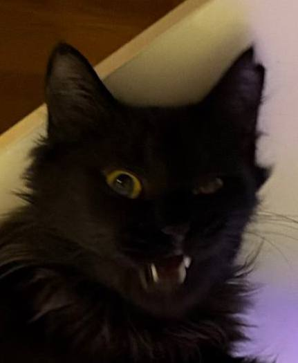 mindlesskate tweet media