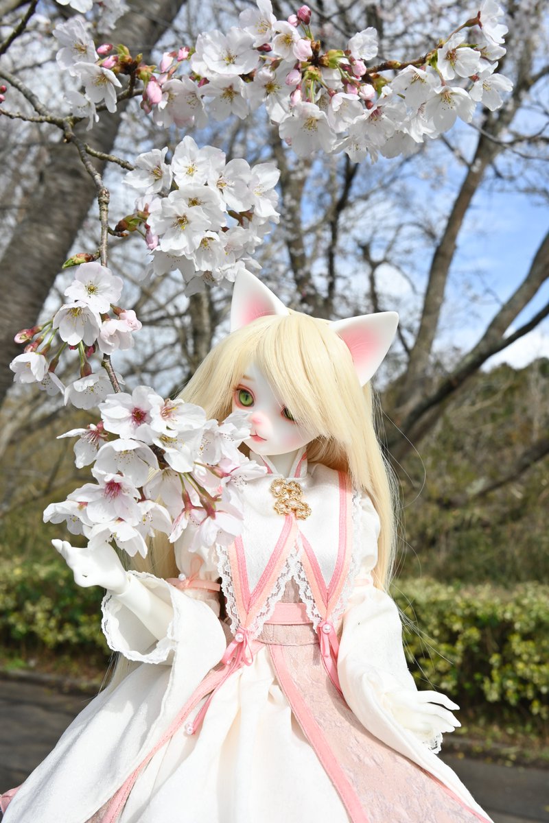 ふせねこ tweet media