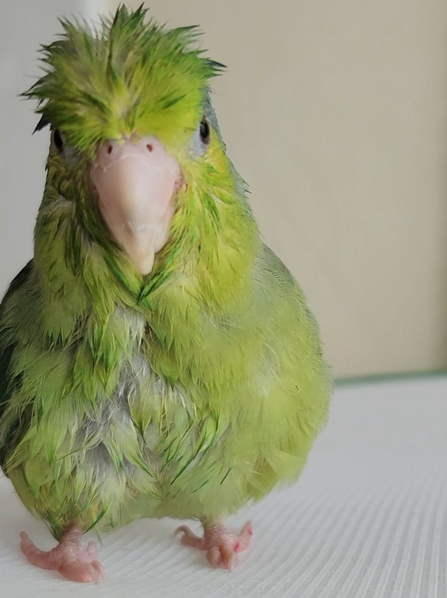 The feathers tweet media