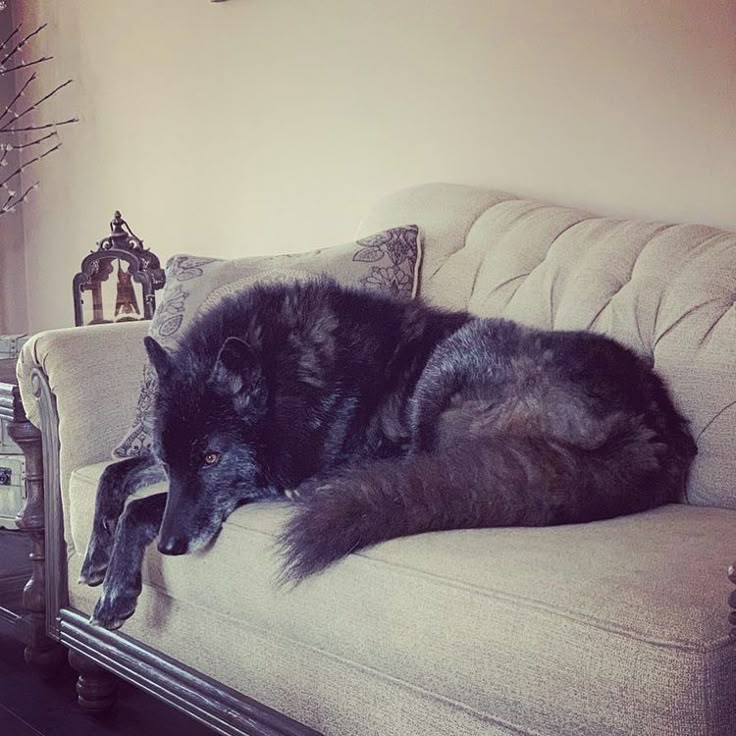 [ Dont mind him, he's watching Bluey with the pets and occasionally wagging his tail. ]