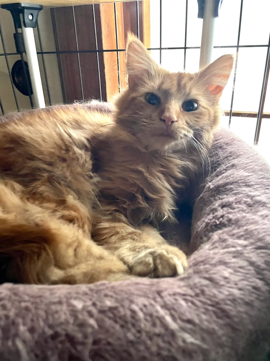 雑用たん🐈@MINl4's tweet media