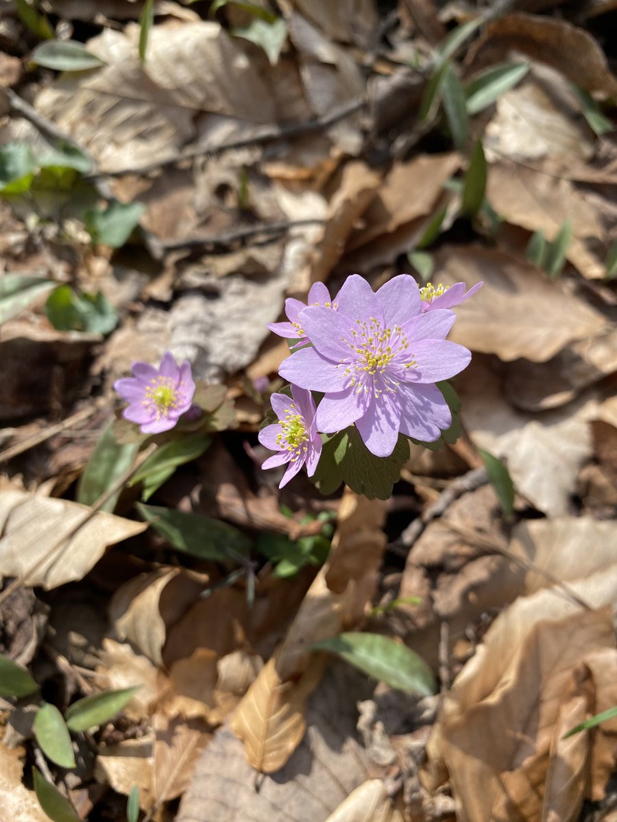 Adam (@oftheerff) on Twitter photo 