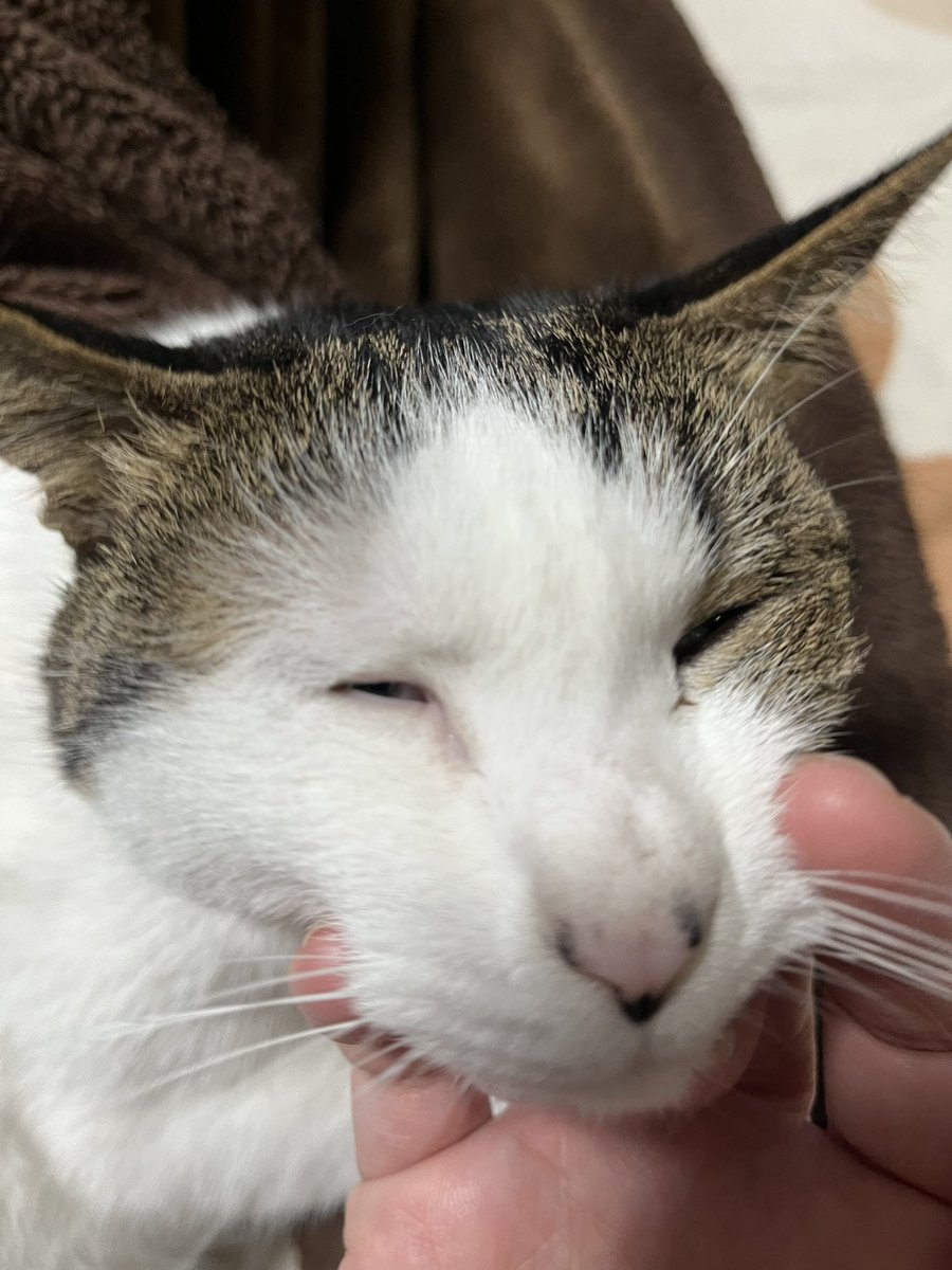 あころ🍓🐱🐹🐾from:rocca tweet media