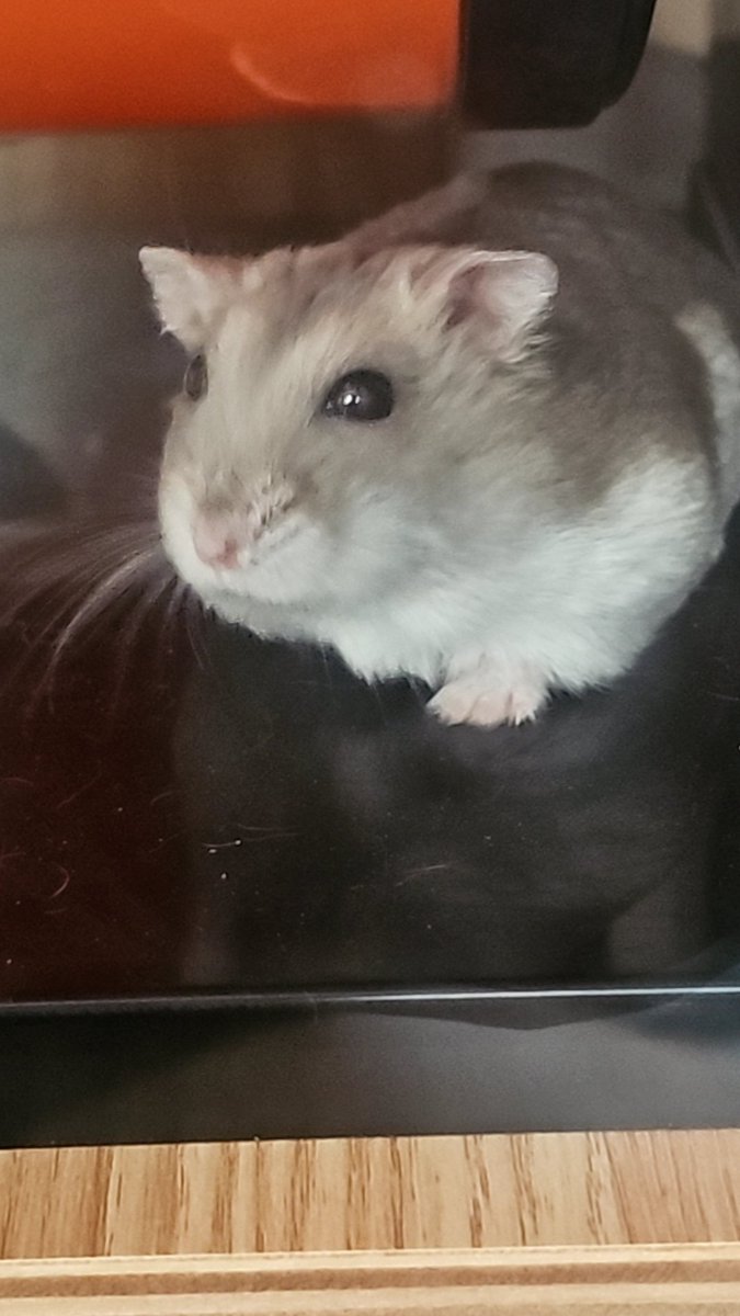 찹쌀떡🐭💓쫀떡🐹💕옹심이🐭🩷 tweet media