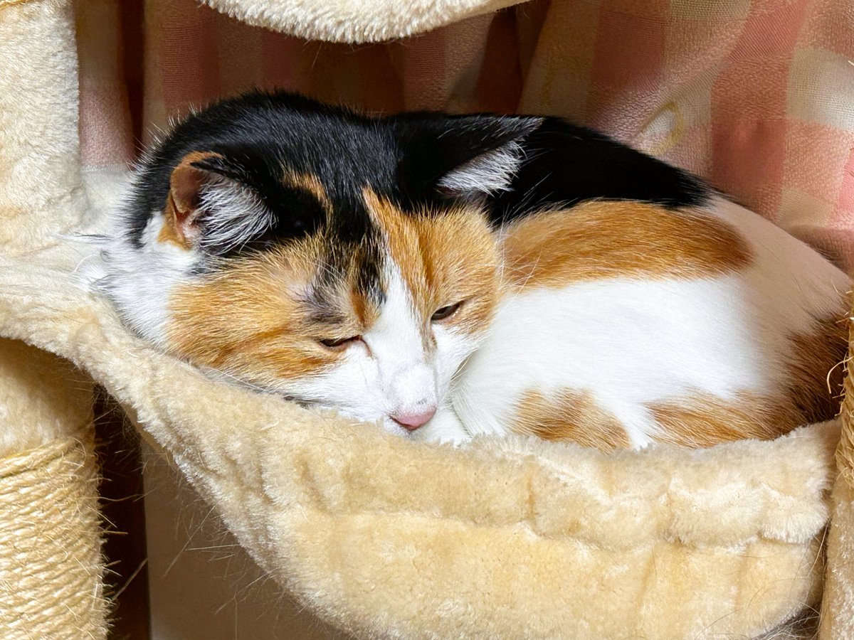 和猫研究所🐾獣医学博士「猫はなぜごはんに飽きるのか」発売中🎶🐱 tweet media