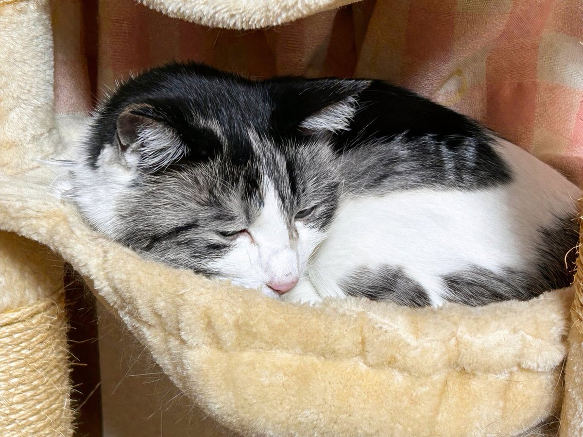 和猫研究所🐾獣医学博士「猫はなぜごはんに飽きるのか」発売中🎶🐱 tweet media