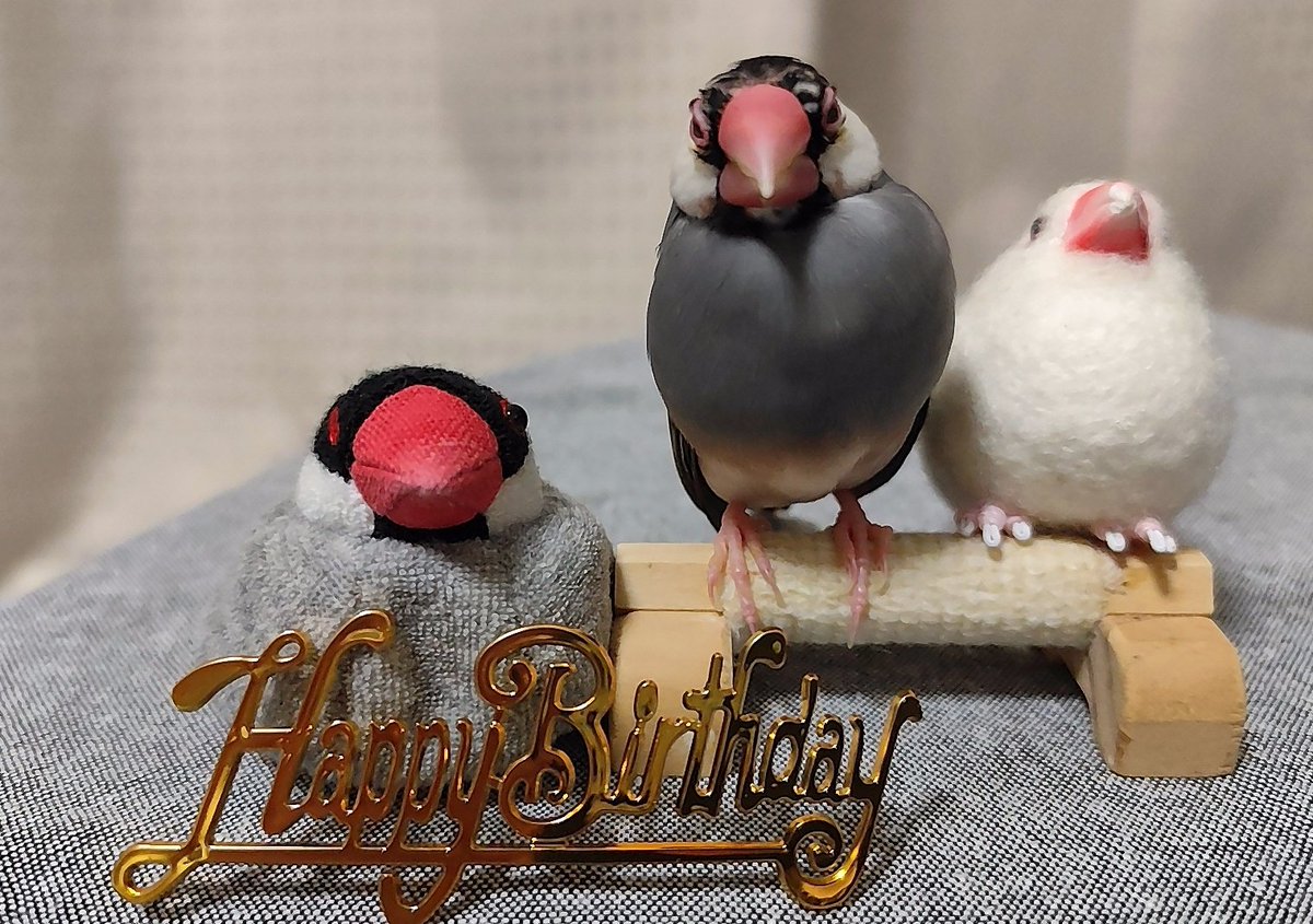 こめむぎ tweet media