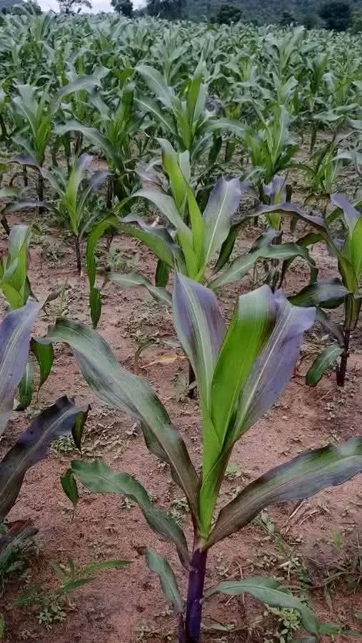 The Nigerian Farmer tweet media