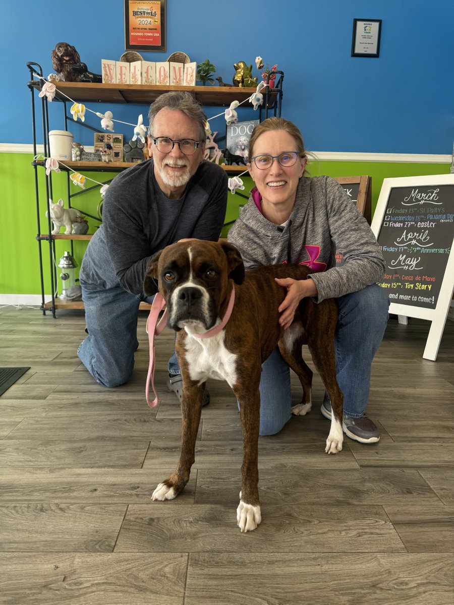 adopt_boxer's tweet photo. Happy adoption day Sky ! What a way to start our week. Sky was brought into a high capacity southern shelter with 5 other boxers in the back of a pickup truck. Sky will be living with another boxer boy from our rescue in PA. #happylife #boxerdogs #brindleboxers #adopted #family https://t.co/hx8AWdLwce