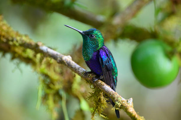 Enséñame de Ciencia tweet media