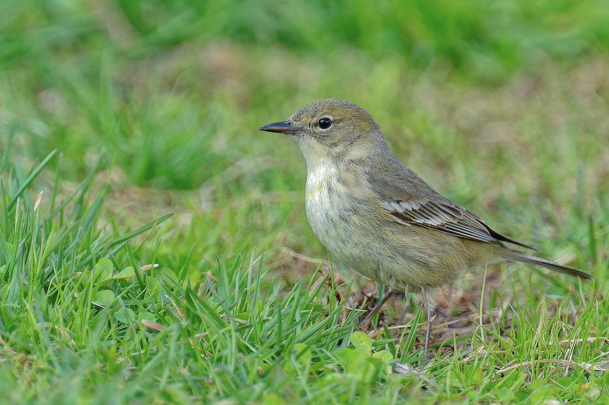 EJ Bartolazo tweet media