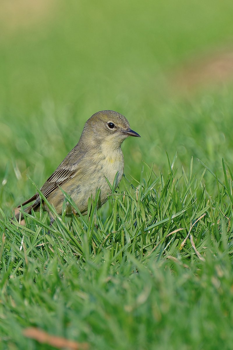 EJ Bartolazo tweet media