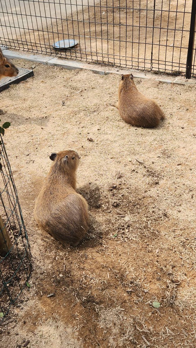 カピバラかぴばら tweet media