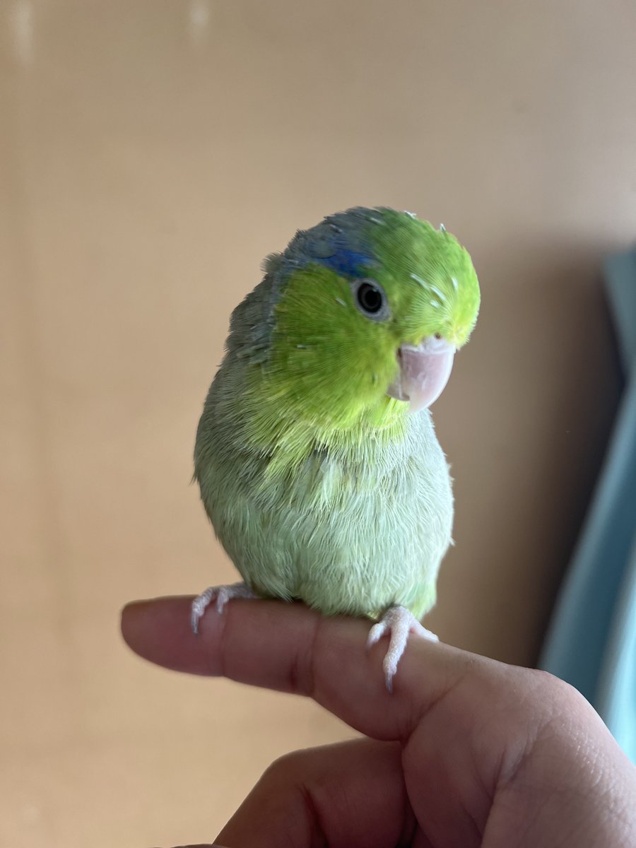 花梨＊BIRD tweet media