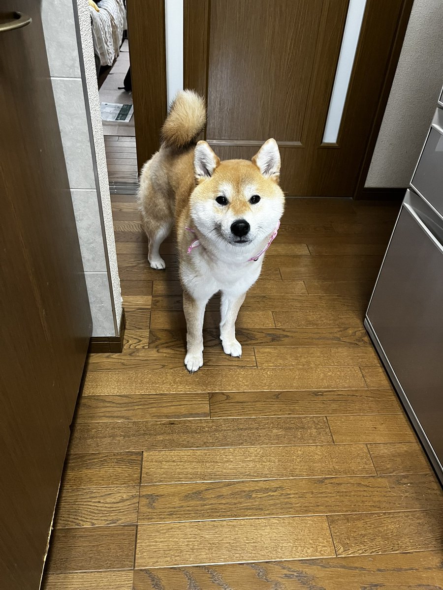 柴犬こめ1歳 tweet media