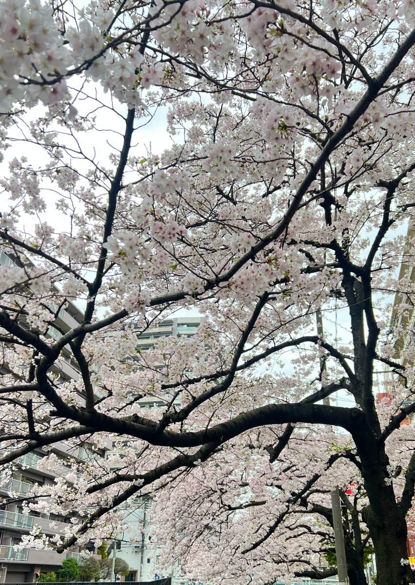 寝猫₍˄·͈༝·͈˄₎ฅ˒˒ tweet media